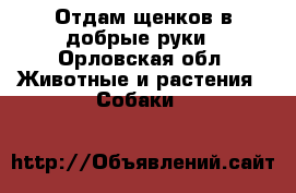 Отдам щенков в добрые руки - Орловская обл. Животные и растения » Собаки   